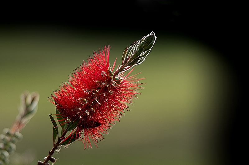 223 - CALLISTEMON - BOULANGER JEAN - france.jpg